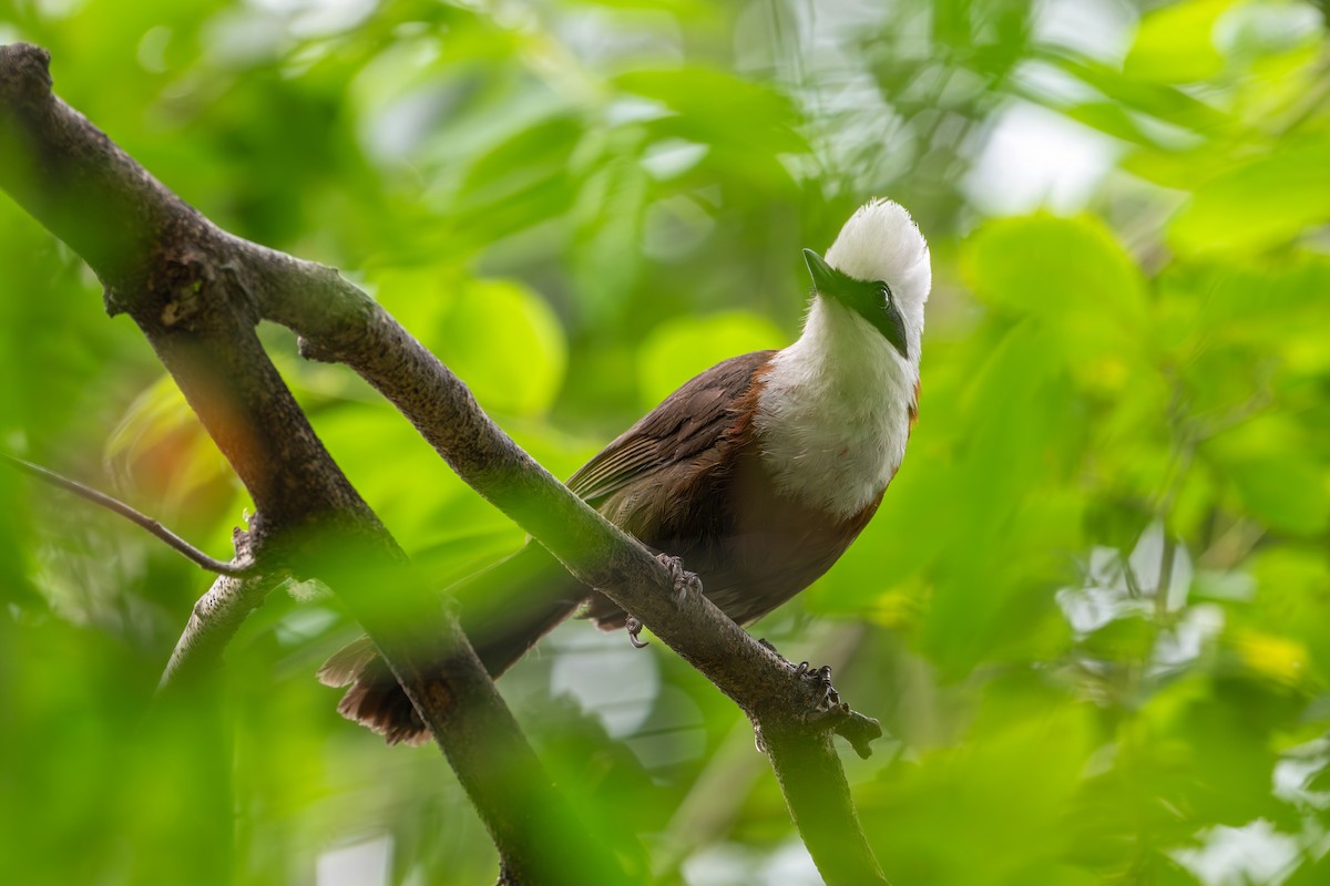 White-crested Laughingthrush - ML659592113