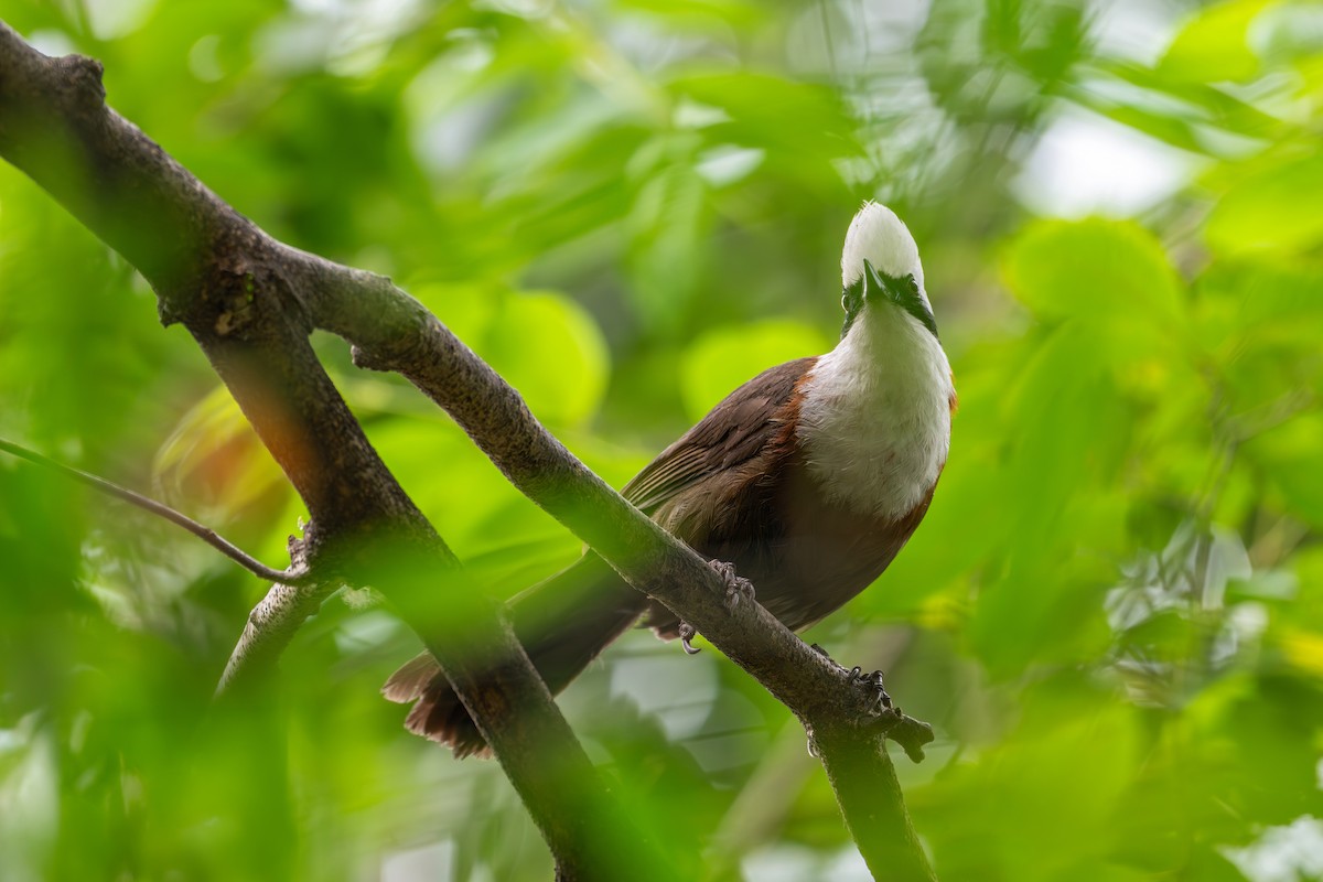 White-crested Laughingthrush - ML659592114