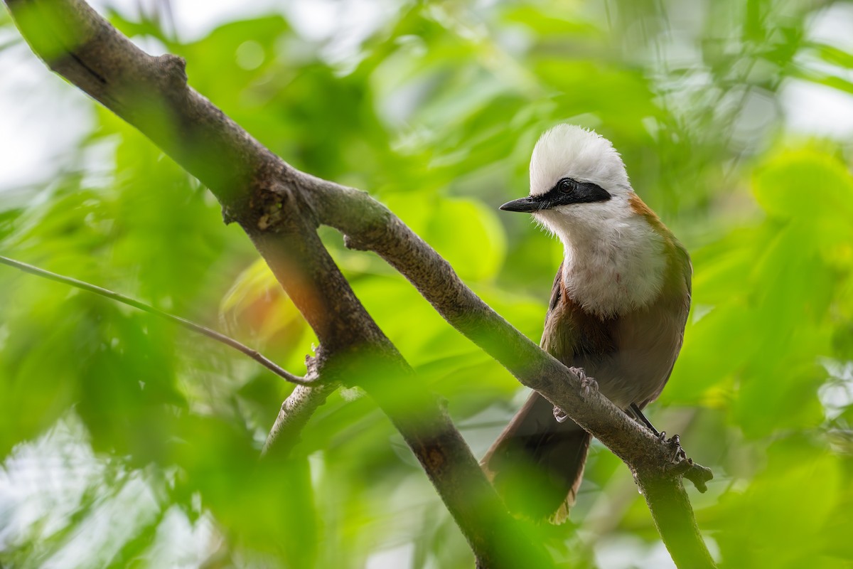 White-crested Laughingthrush - ML659592115
