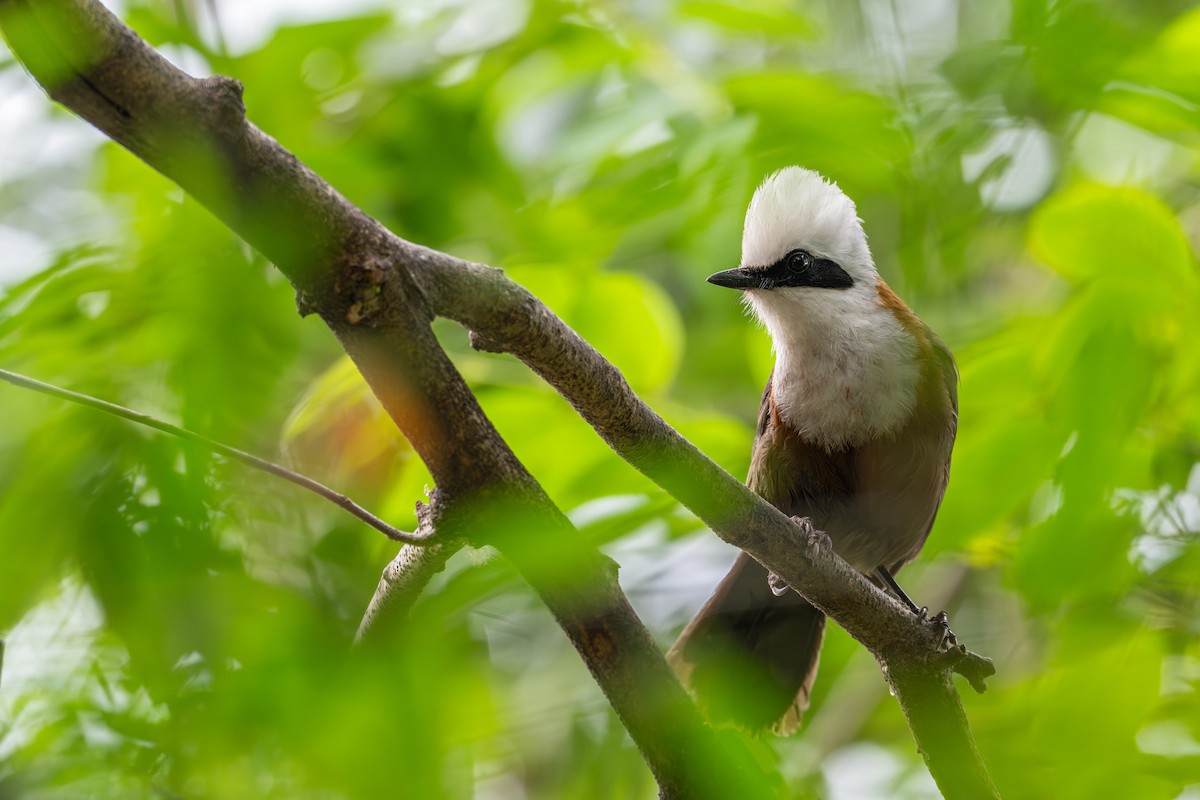 White-crested Laughingthrush - ML659592116