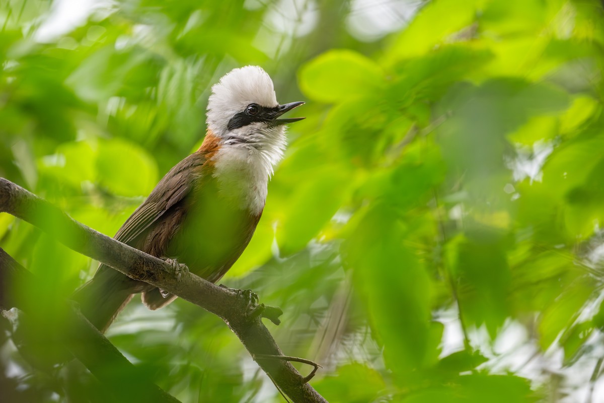White-crested Laughingthrush - ML659592117