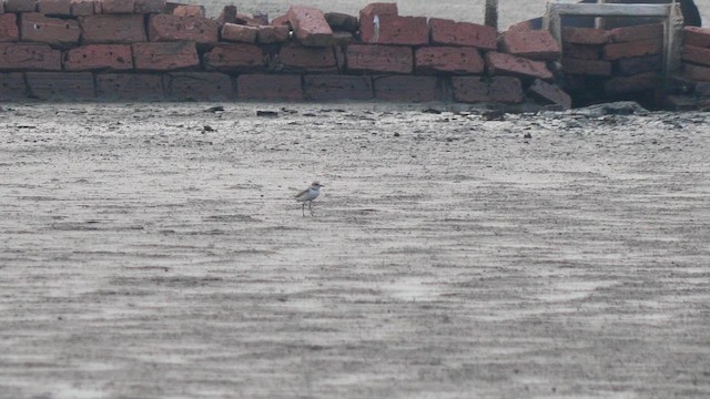 Пісочник морський - ML659592574