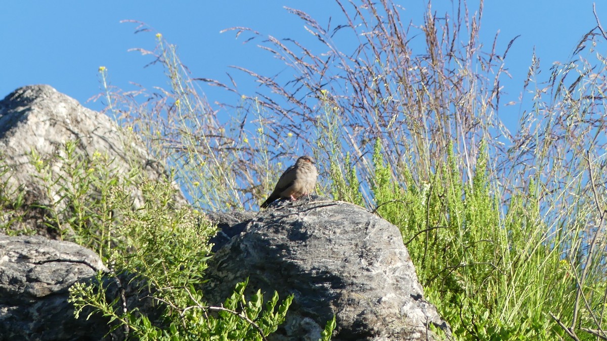 eBird Checklist - 21 Jan 2026 - El Infiernillo - 38 species