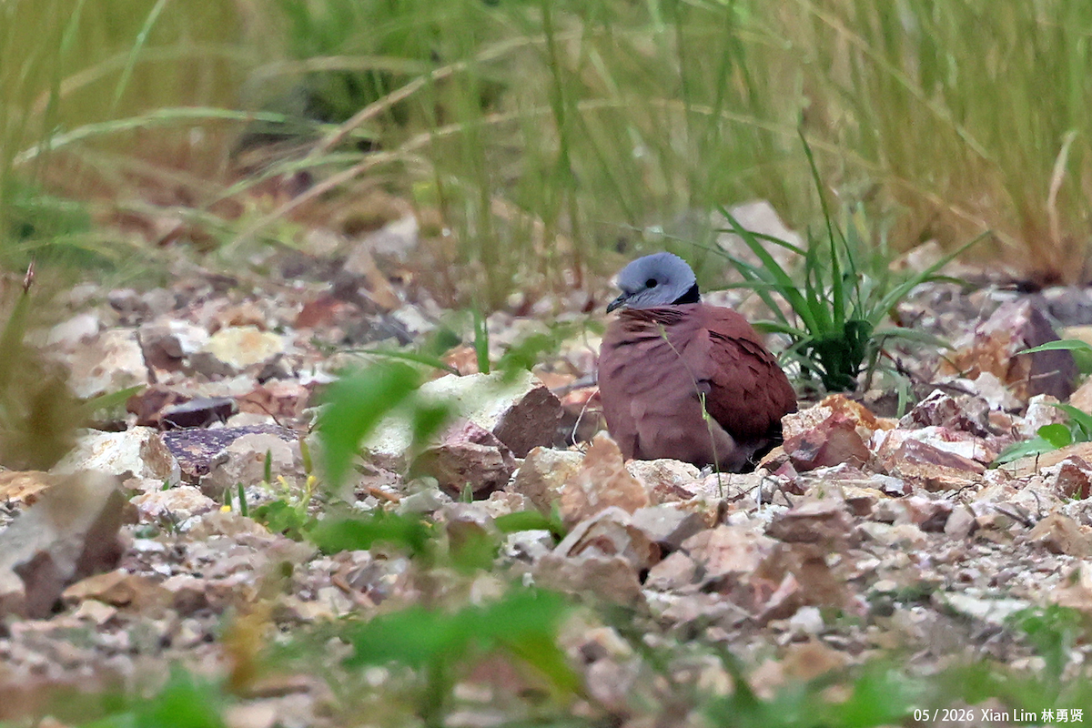 Red Collared-Dove - ML659593415