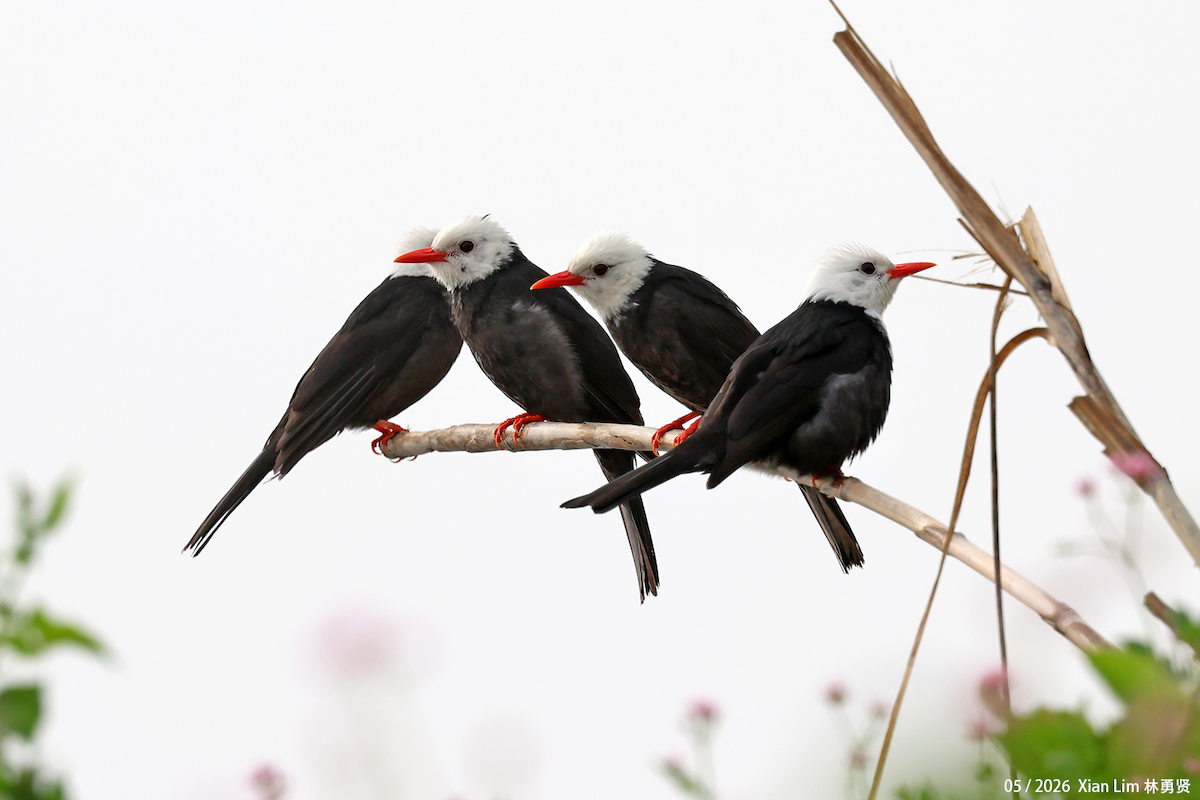 Black Bulbul (leucocephalus Group) - ML659593416
