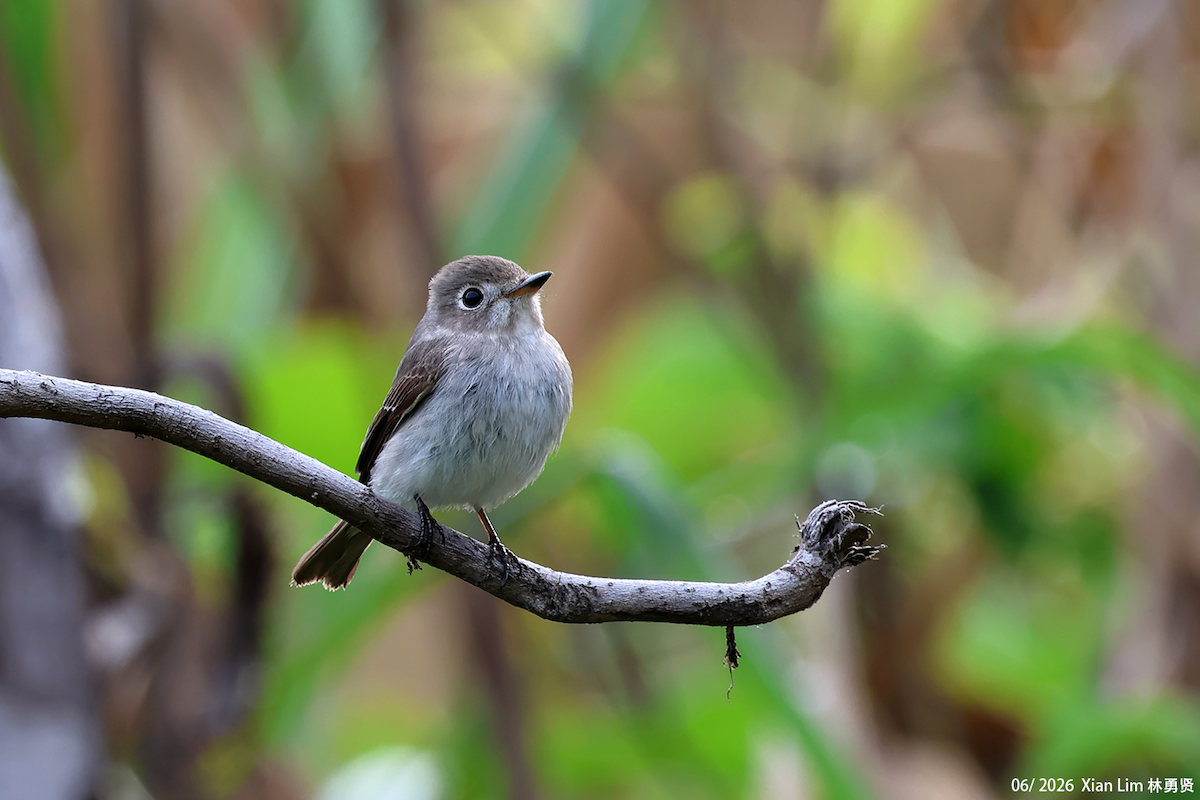 Asian Brown Flycatcher - ML659593419
