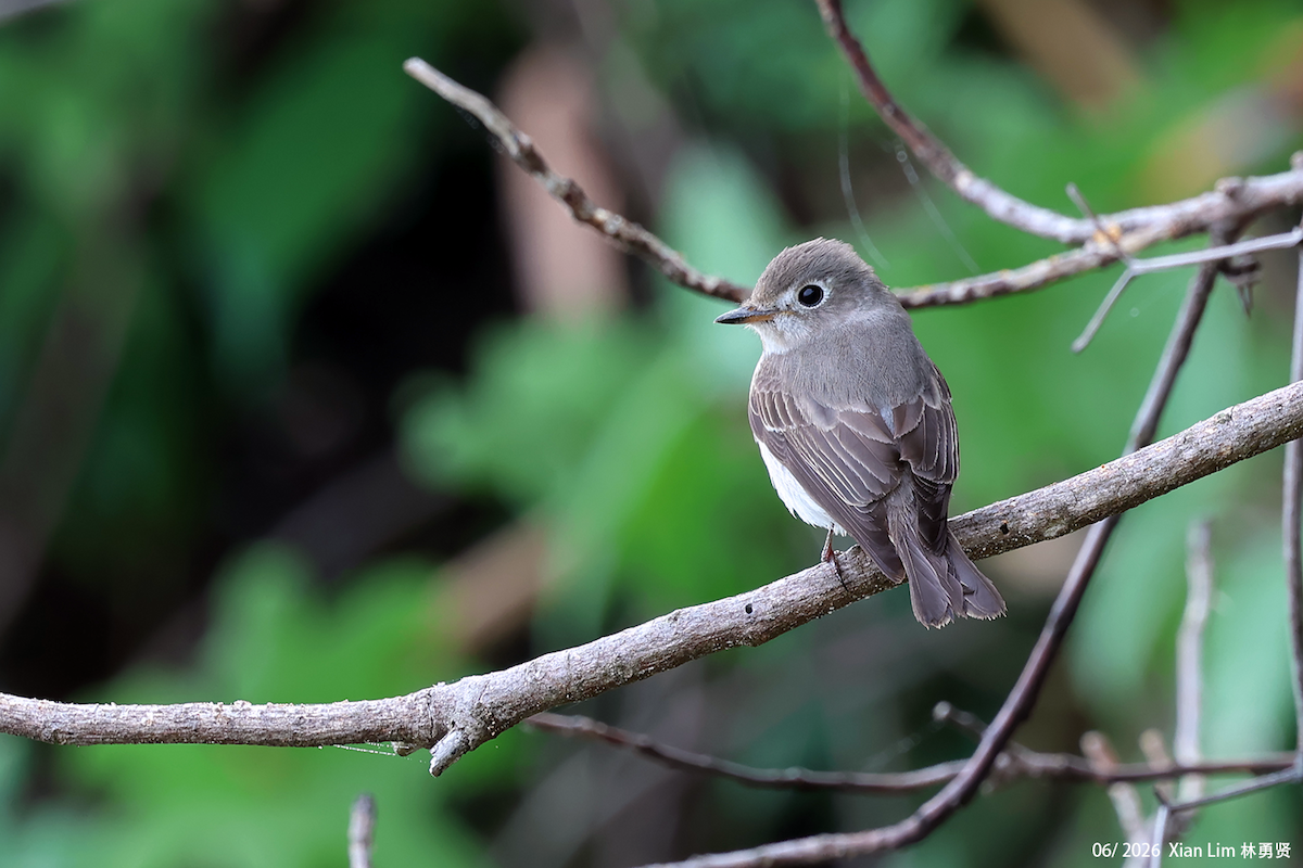 Asian Brown Flycatcher - ML659593420