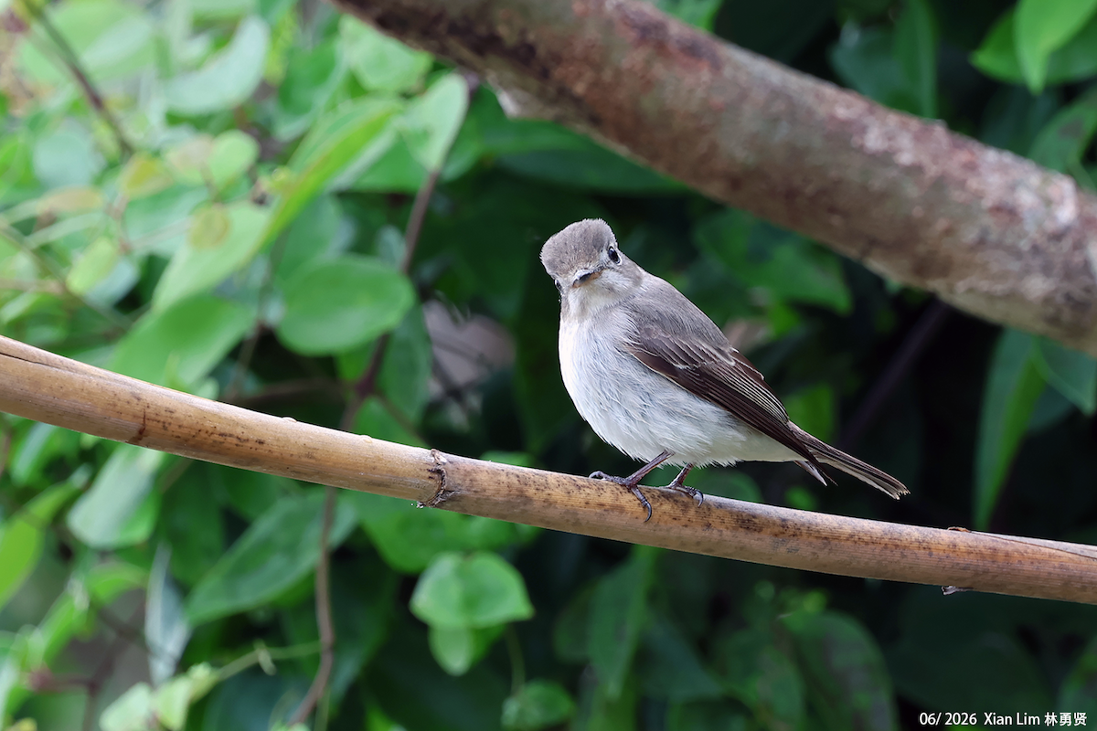 Asian Brown Flycatcher - ML659593421