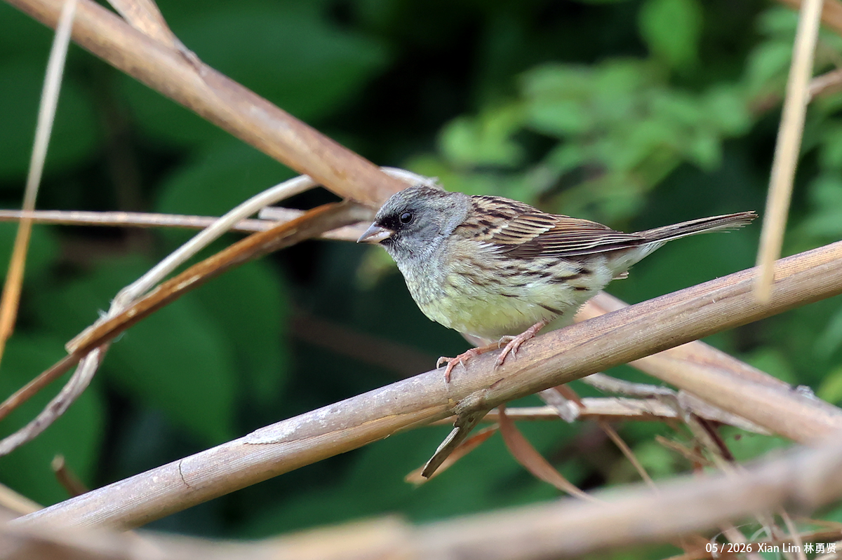 Black-faced Bunting - ML659593426