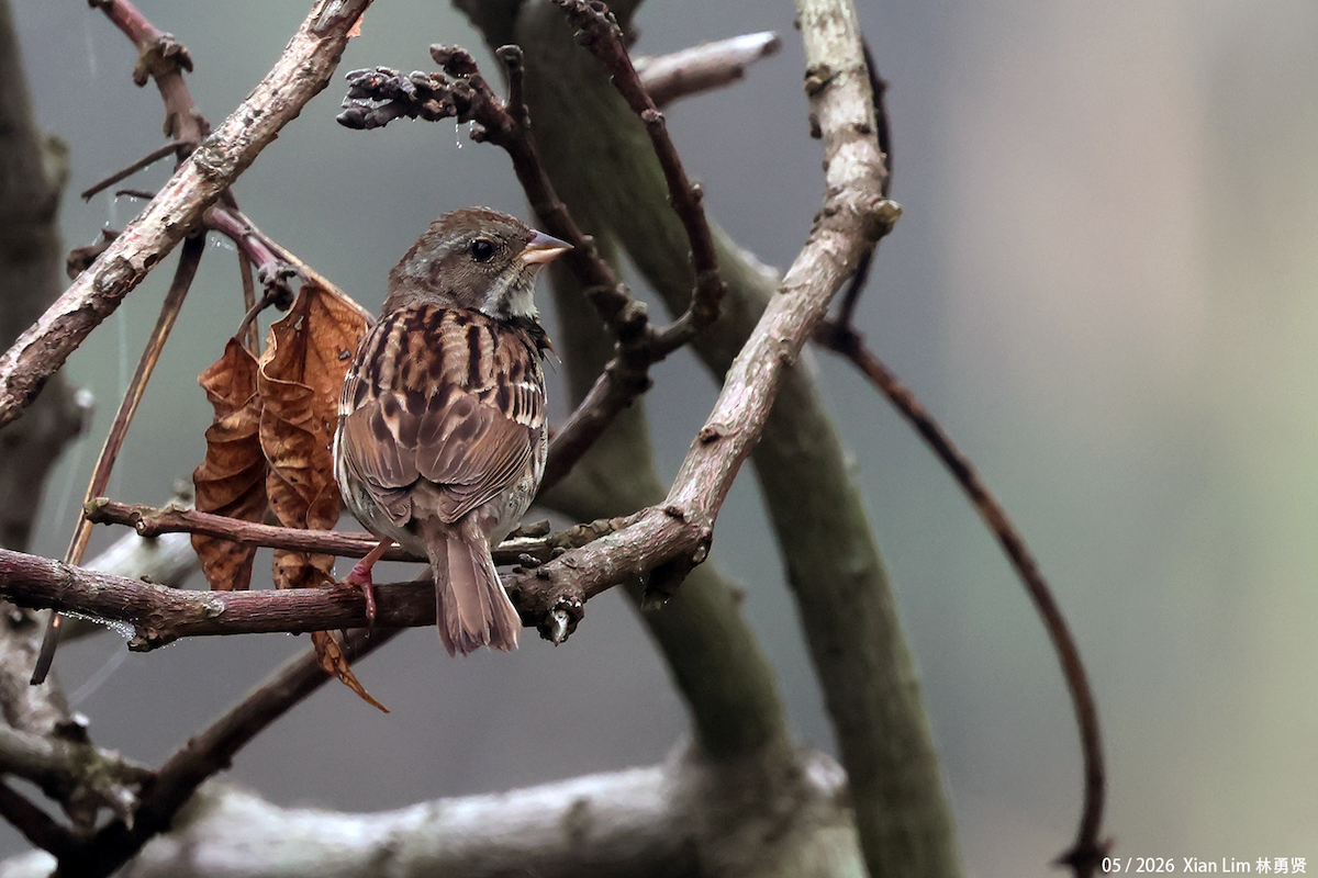 Black-faced Bunting - ML659593427