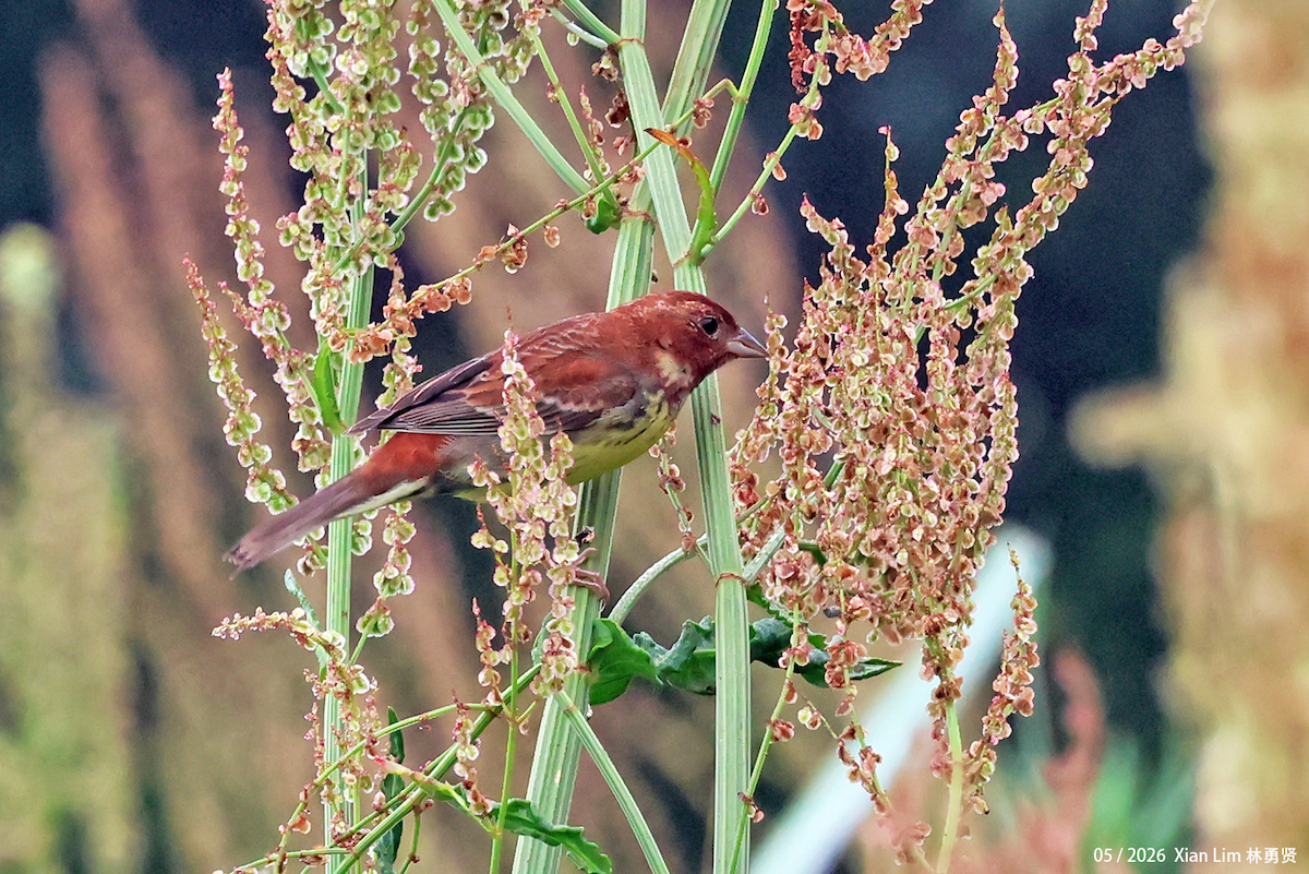 Chestnut Bunting - ML659593431