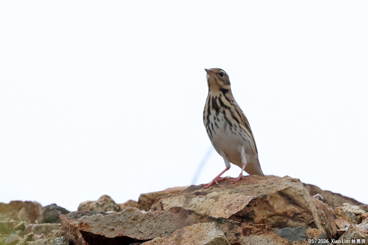 Olive-backed Pipit - ML659593435