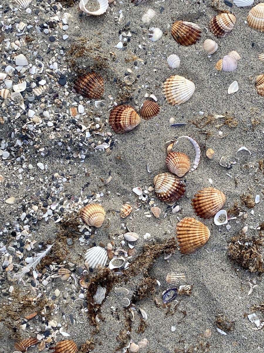 Rough Cockle - ML659593684