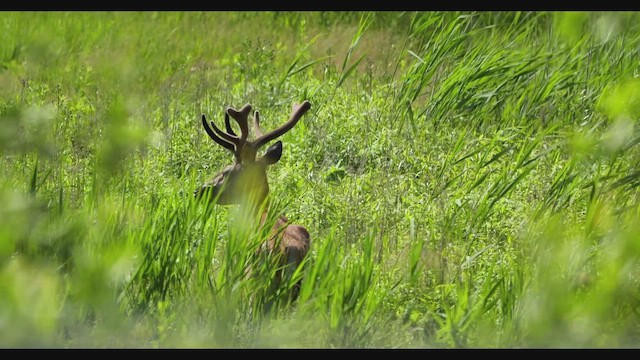 European Red Deer - ML659593768