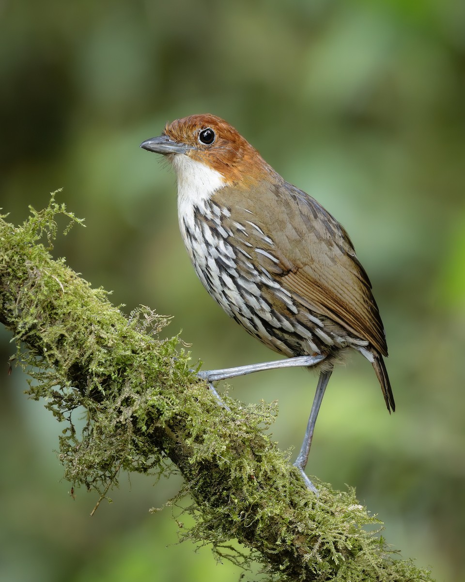 Chestnut-crowned Antpitta - ML659593815