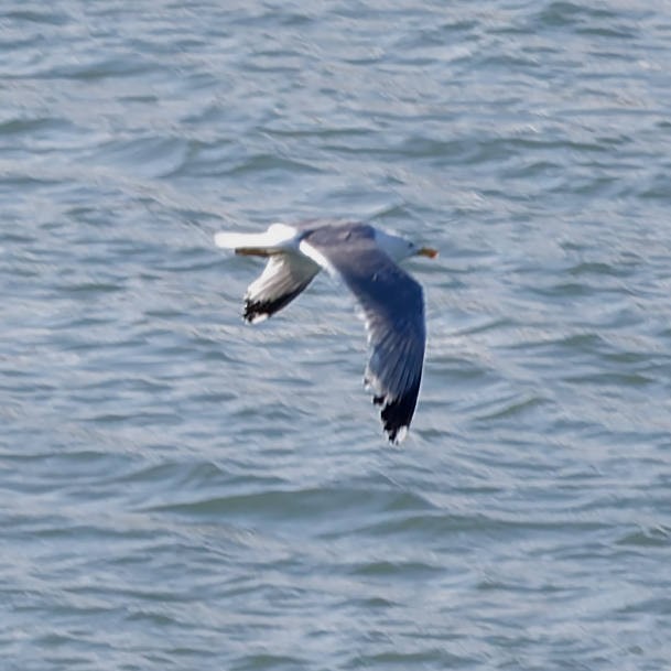 Yellow-legged Gull - ML659593881