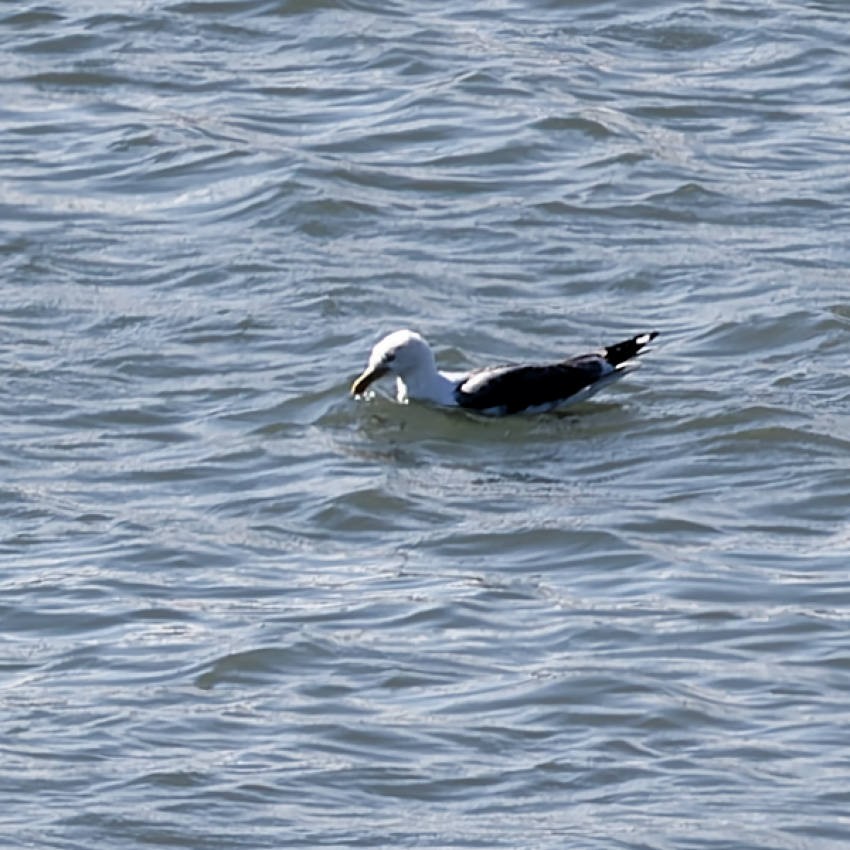Yellow-legged Gull - ML659593882