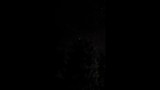 Пугач віргінський - ML659593938
