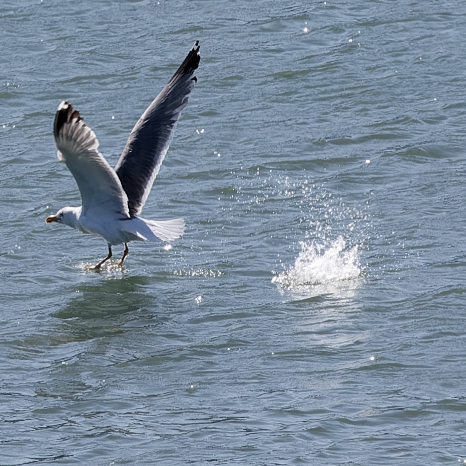 Yellow-legged Gull - ML659593953