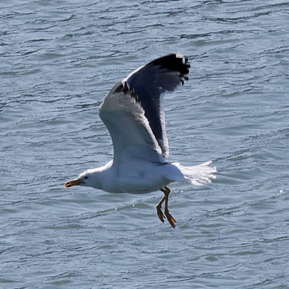 Yellow-legged Gull - ML659593954