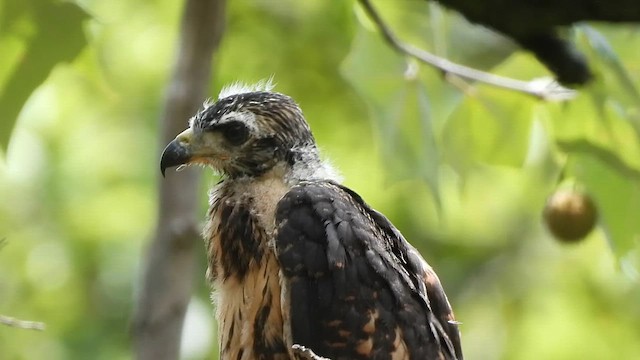 Канюк-крабоїд чорний - ML659593964
