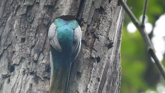 Coppery-tailed Trogon - ML659593982