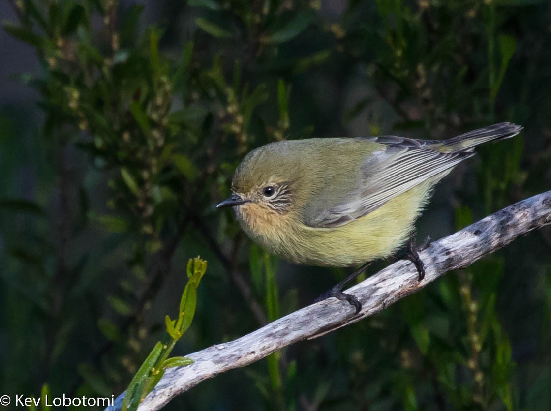 Yellow Thornbill - ML659594002