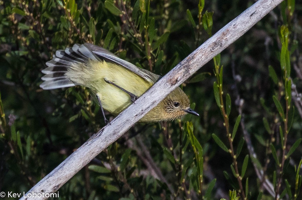 Yellow Thornbill - ML659594003