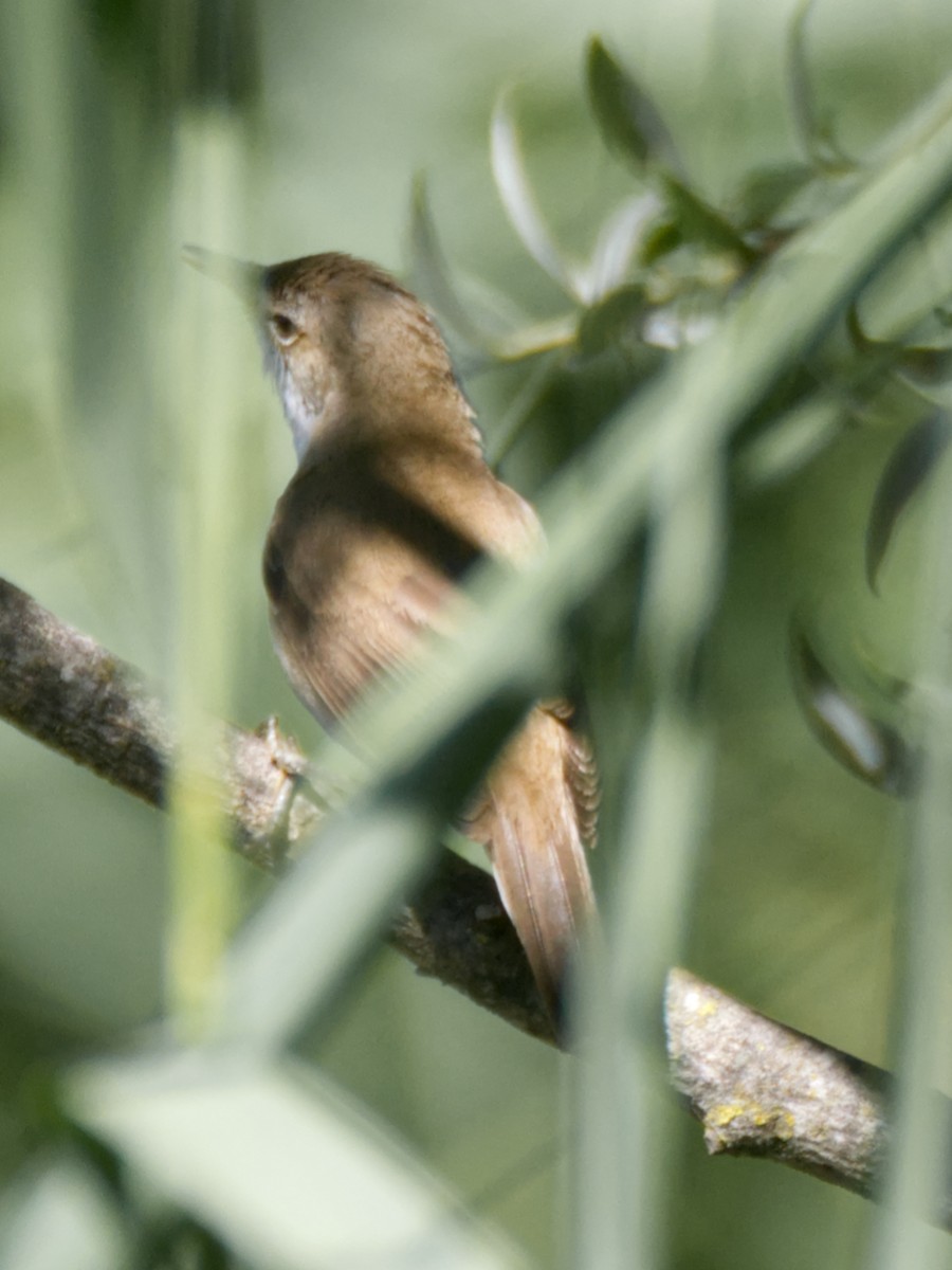 Common Reed Warbler - ML659594238