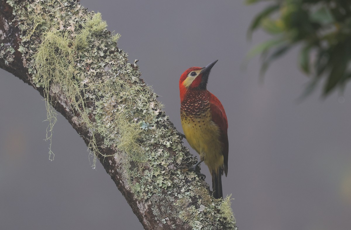 Crimson-mantled Woodpecker - ML659596472