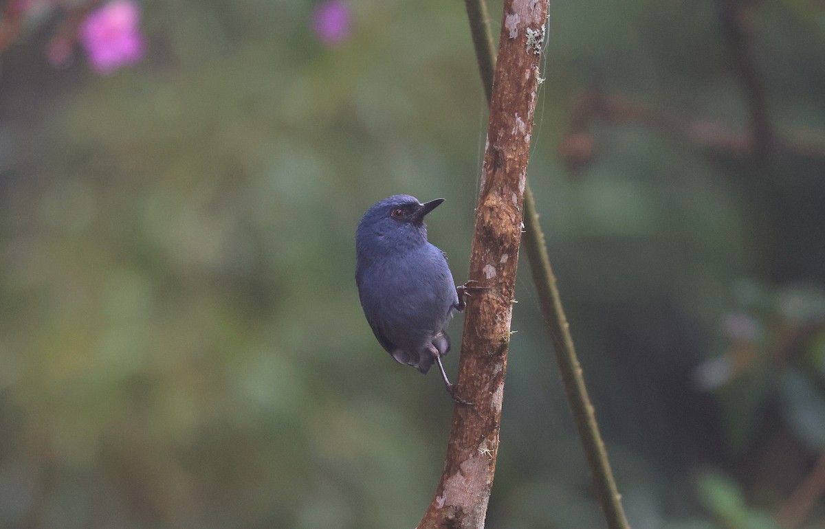 Bluish Flowerpiercer - ML659596539