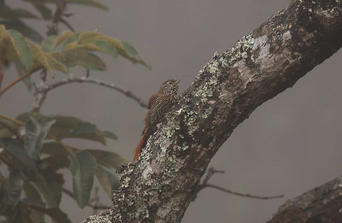 Montane Woodcreeper - ML659596572
