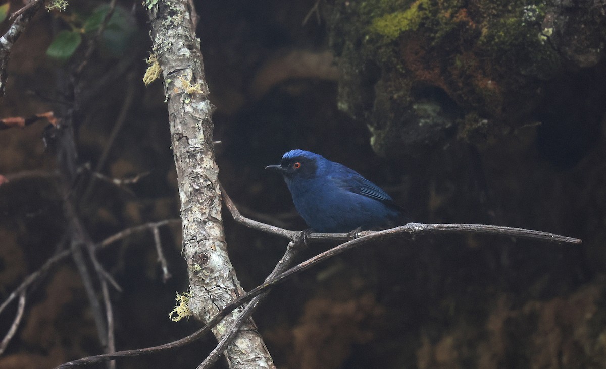Masked Flowerpiercer - ML659596601