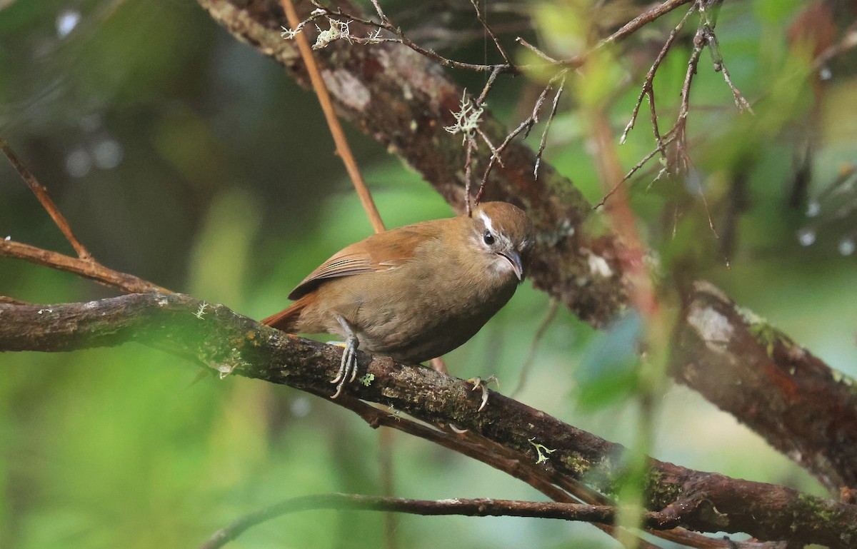 White-browed Spinetail - ML659596634