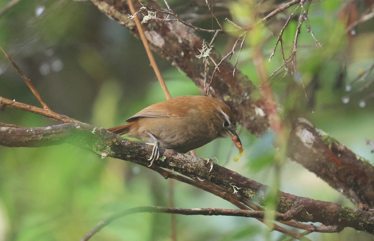 White-browed Spinetail - ML659596665