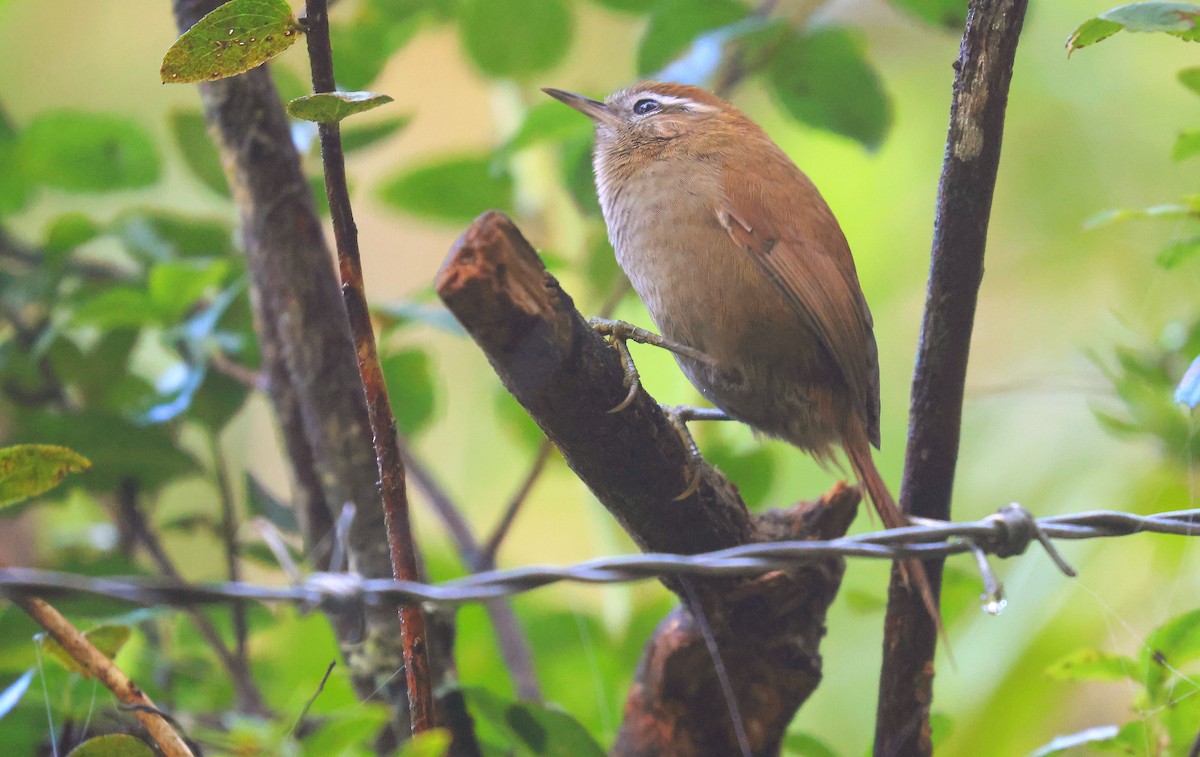 White-browed Spinetail - ML659596706