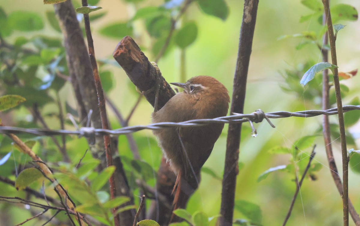 White-browed Spinetail - ML659596817