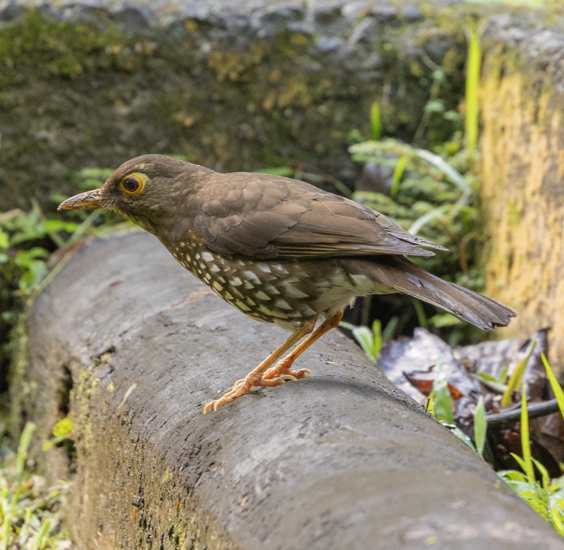 Forest Thrush - ML659597398