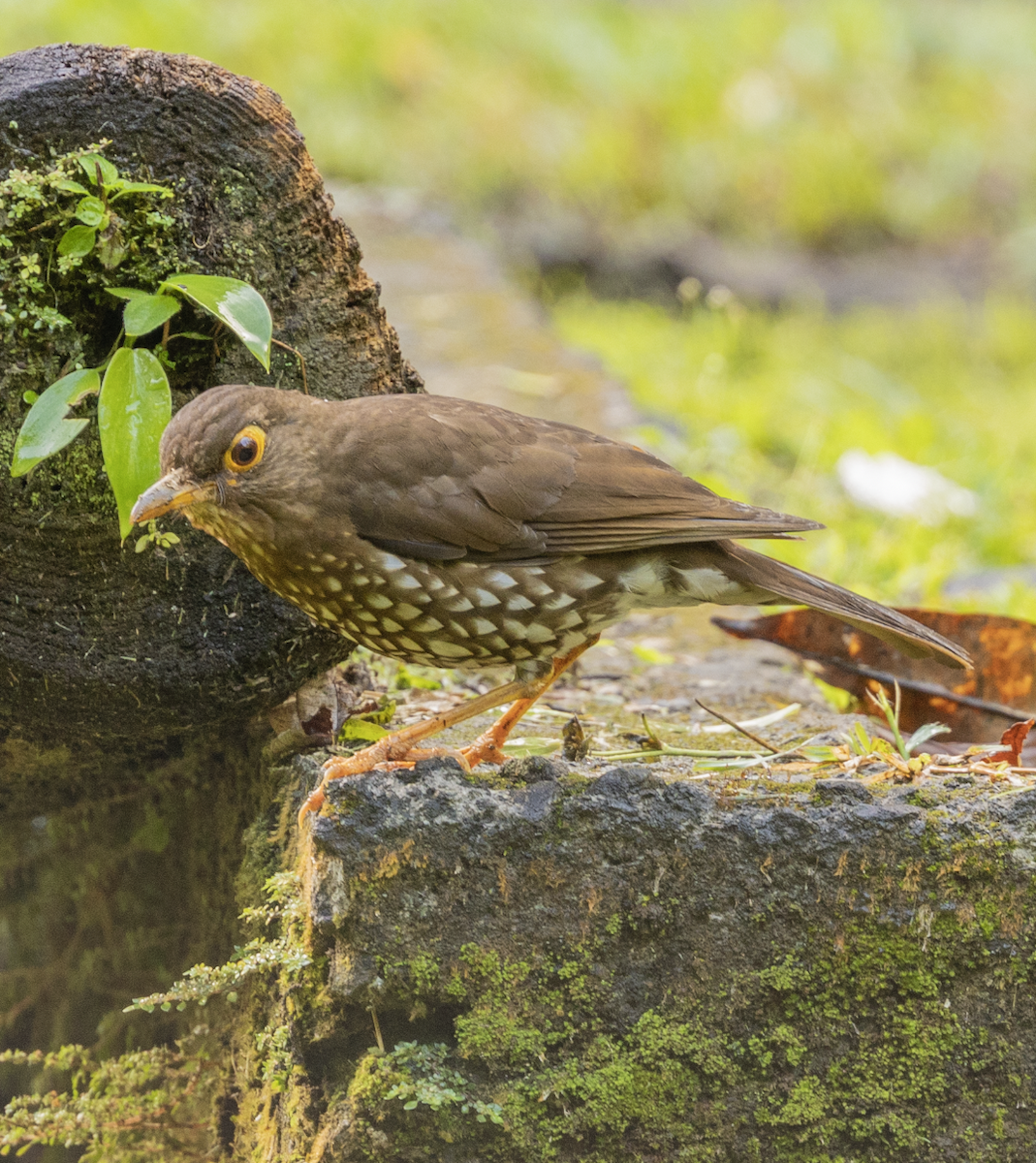 Forest Thrush - ML659597399