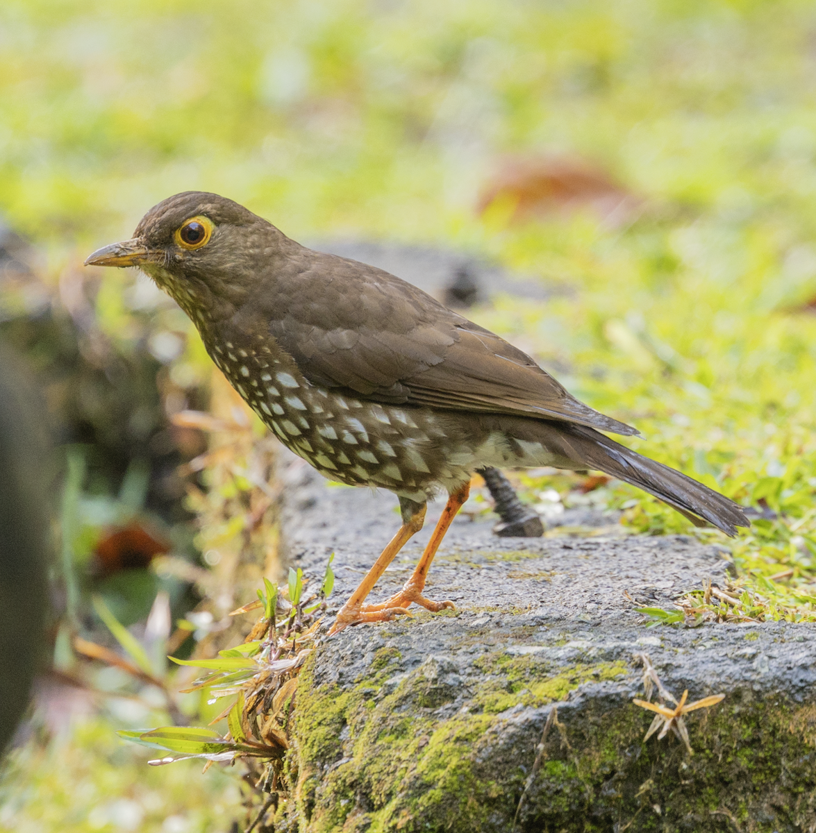Forest Thrush - ML659597400