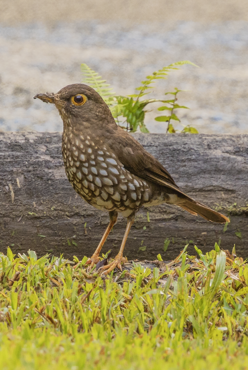 Forest Thrush - ML659597401