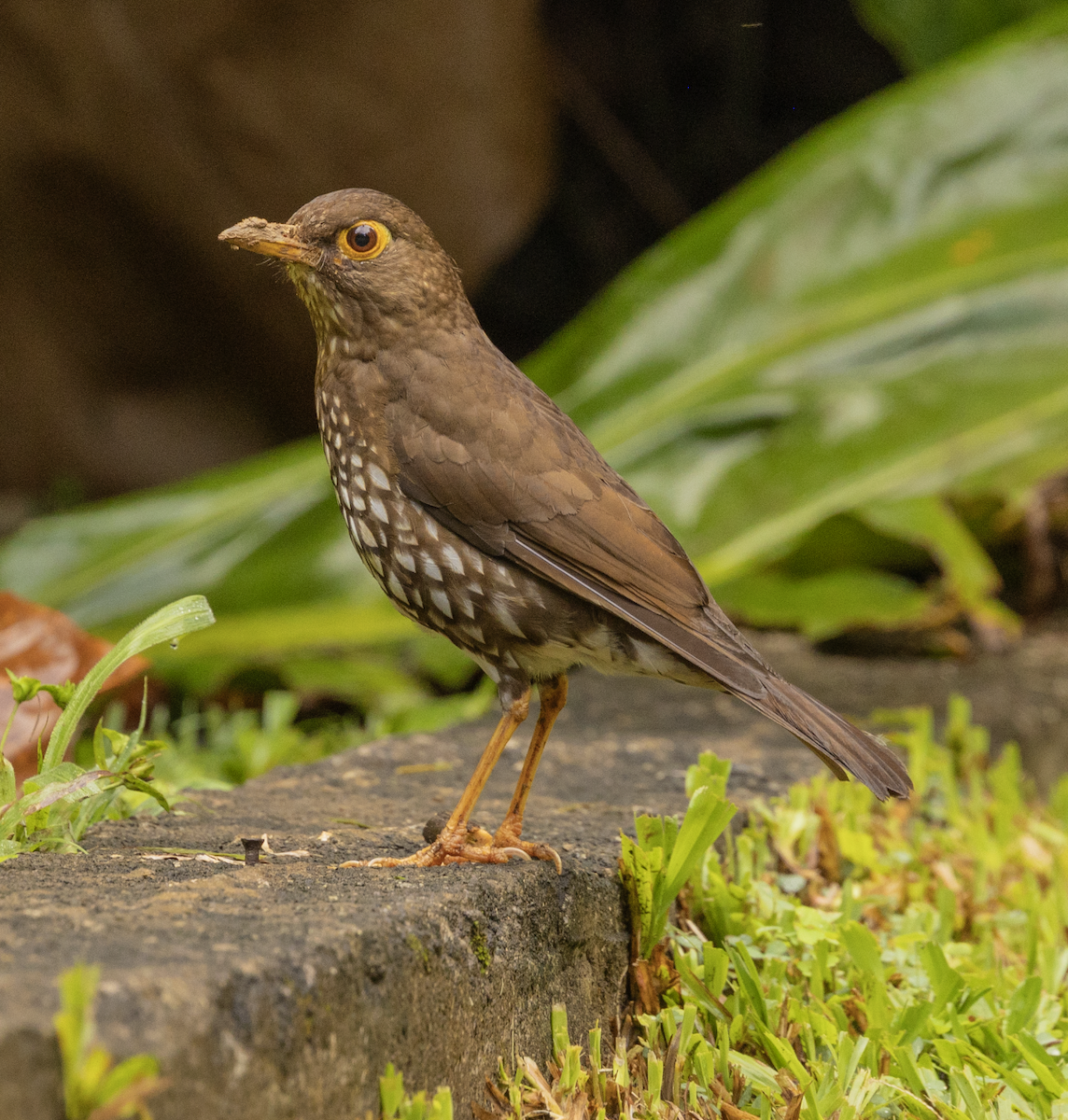 Forest Thrush - ML659597402