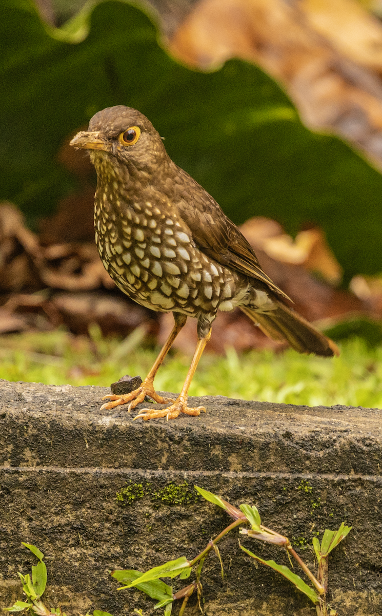 Forest Thrush - ML659597403