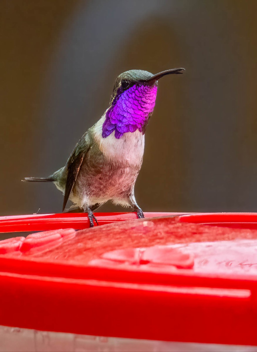 Lucifer Hummingbird - ML659597416