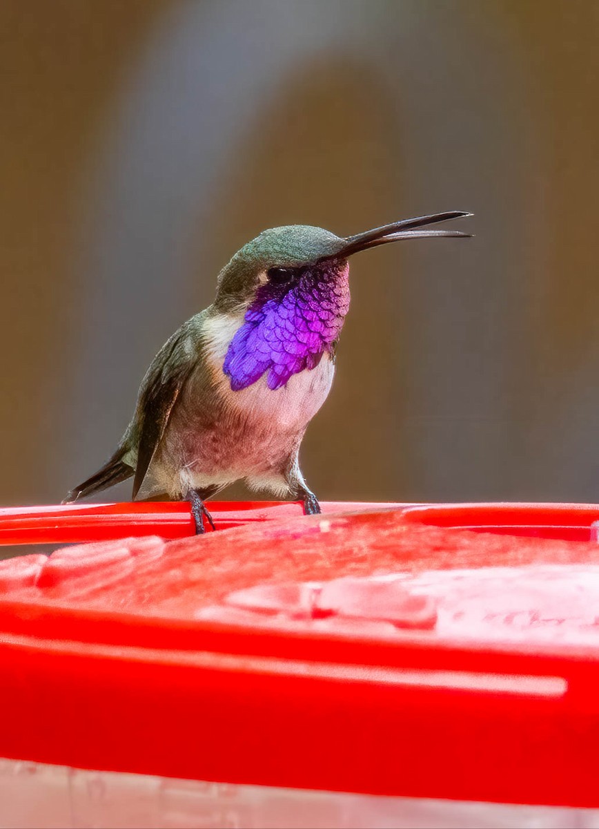 Lucifer Hummingbird - ML659597417
