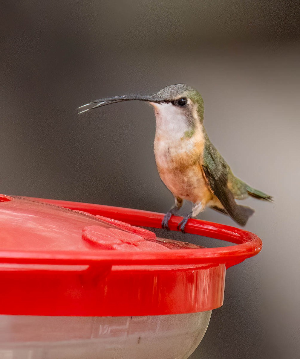 Lucifer Hummingbird - ML659597418