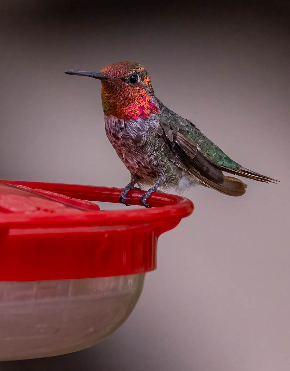 Anna's Hummingbird - ML659597427
