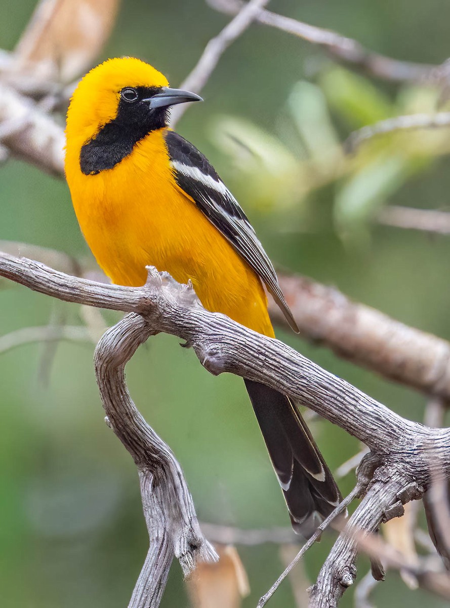 Hooded Oriole - ML659597437