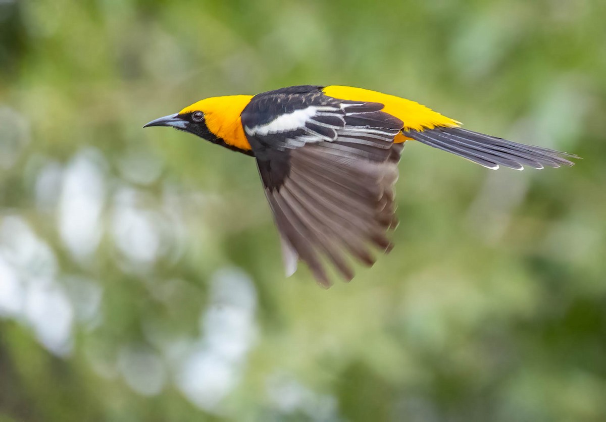 Hooded Oriole - ML659597438