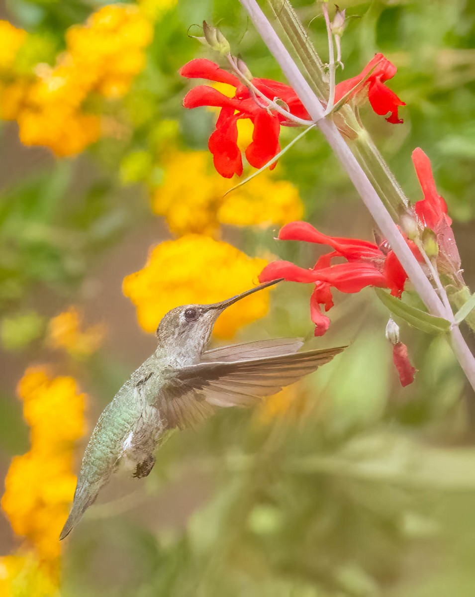 Anna's Hummingbird - ML659597476